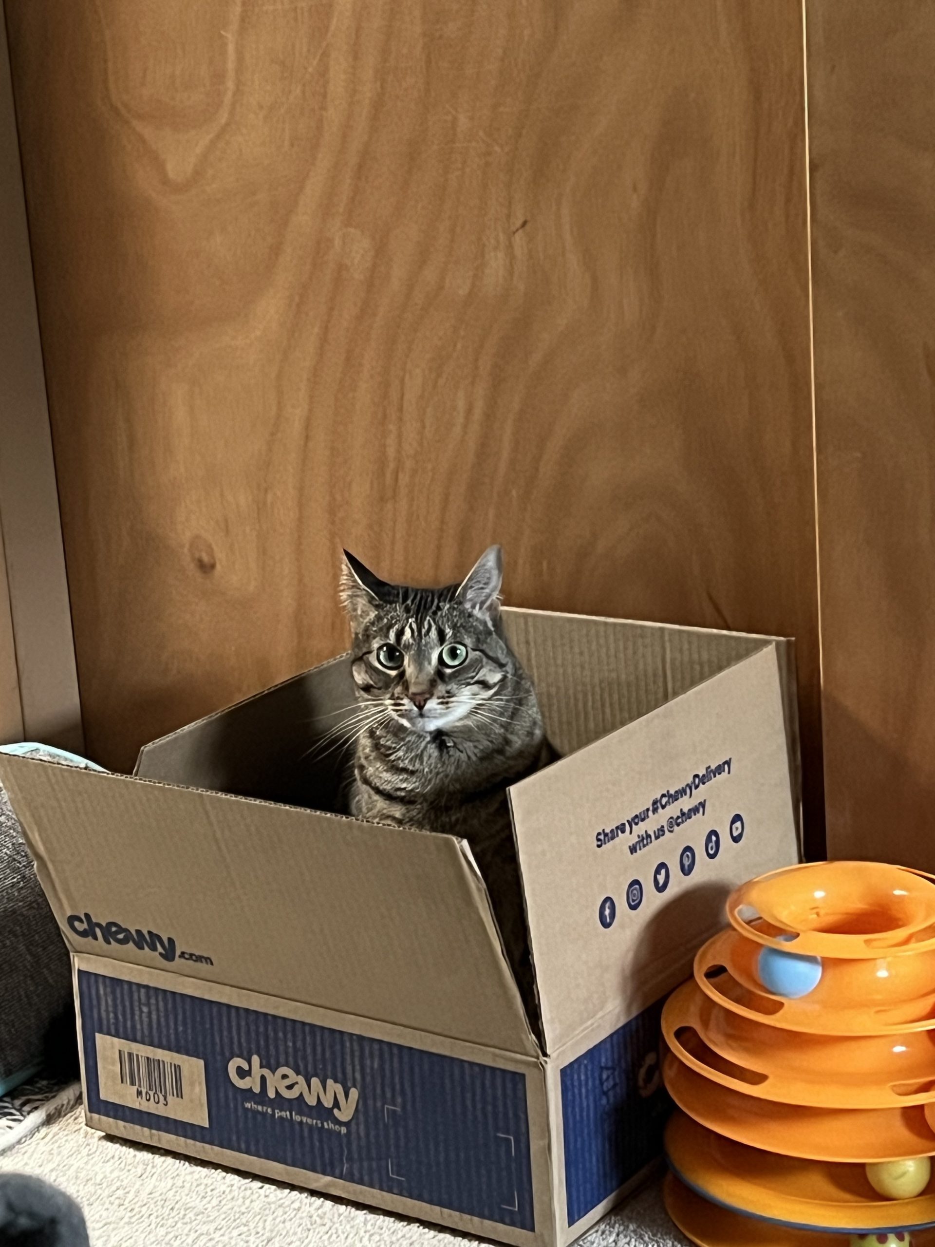 Cats of the JBFC : Jacob Burns Film Center