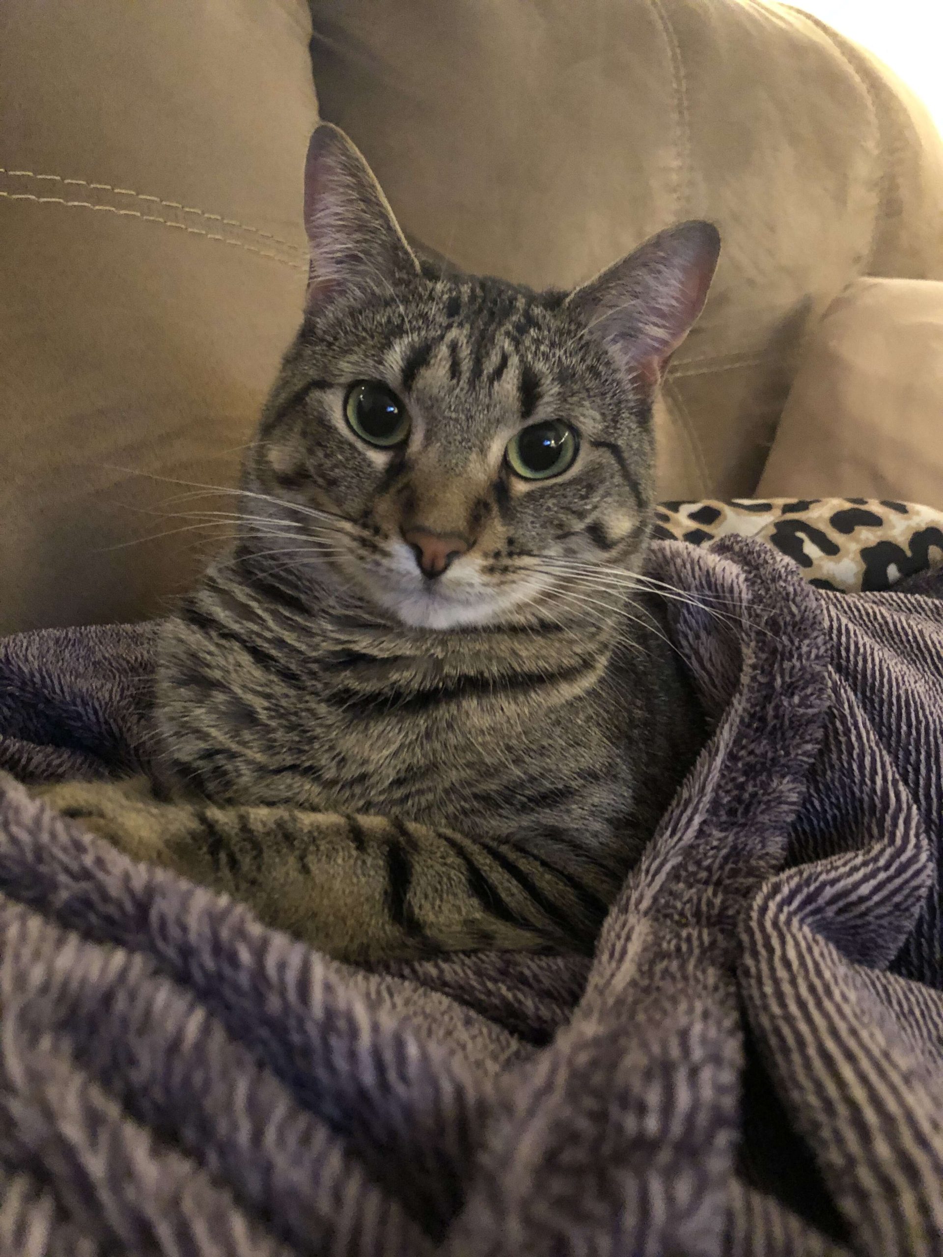 Cats of the JBFC : Jacob Burns Film Center