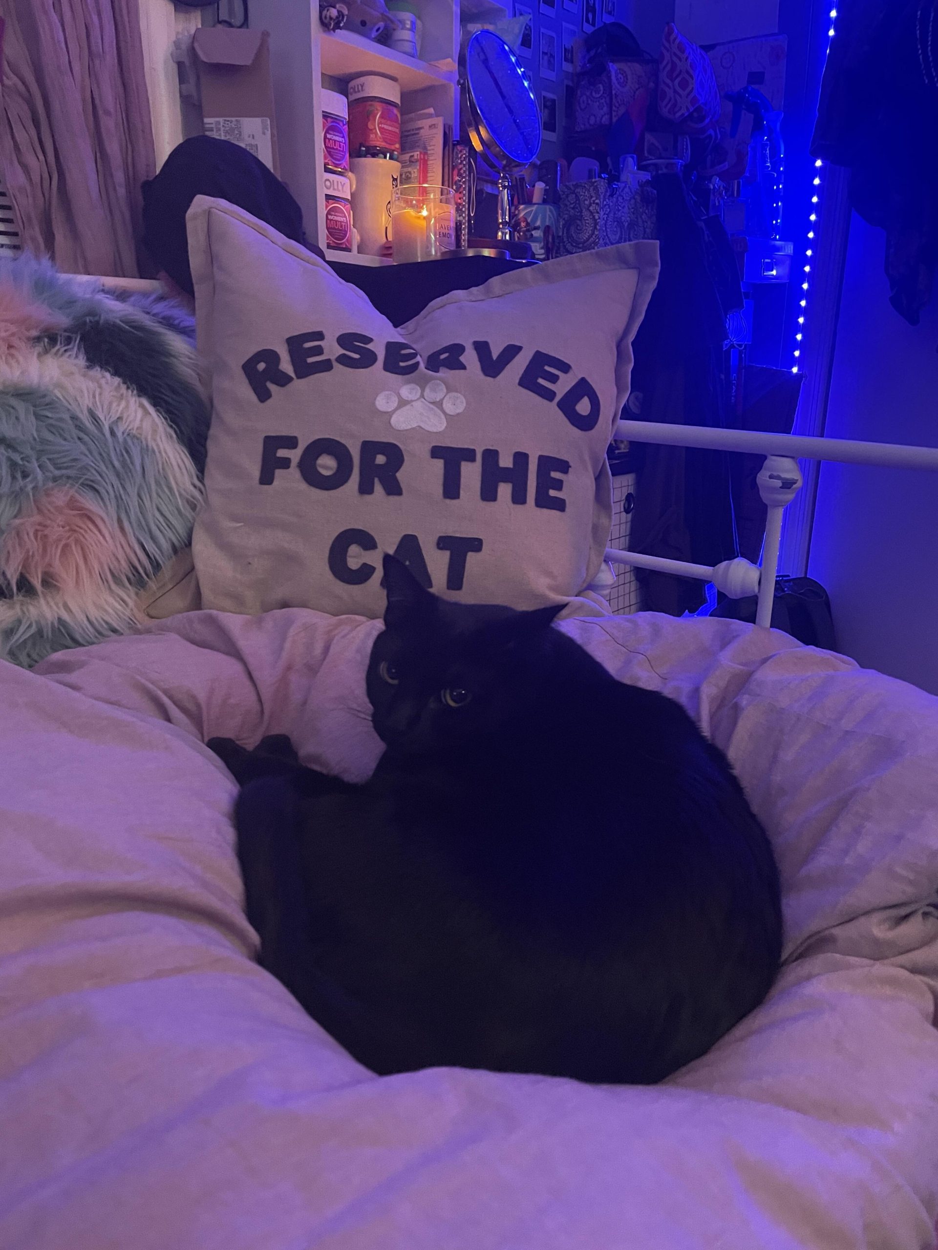 Cats of the JBFC : Jacob Burns Film Center