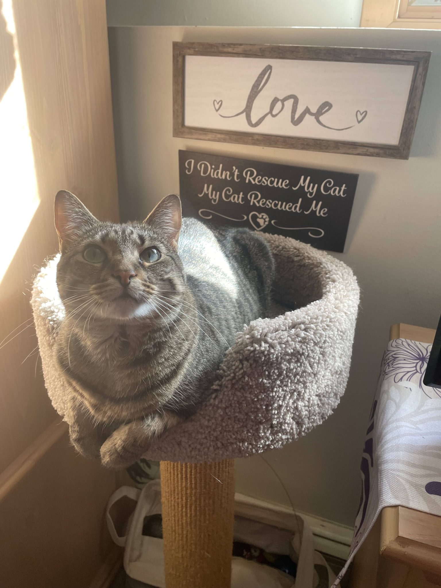 Cats of the JBFC : Jacob Burns Film Center